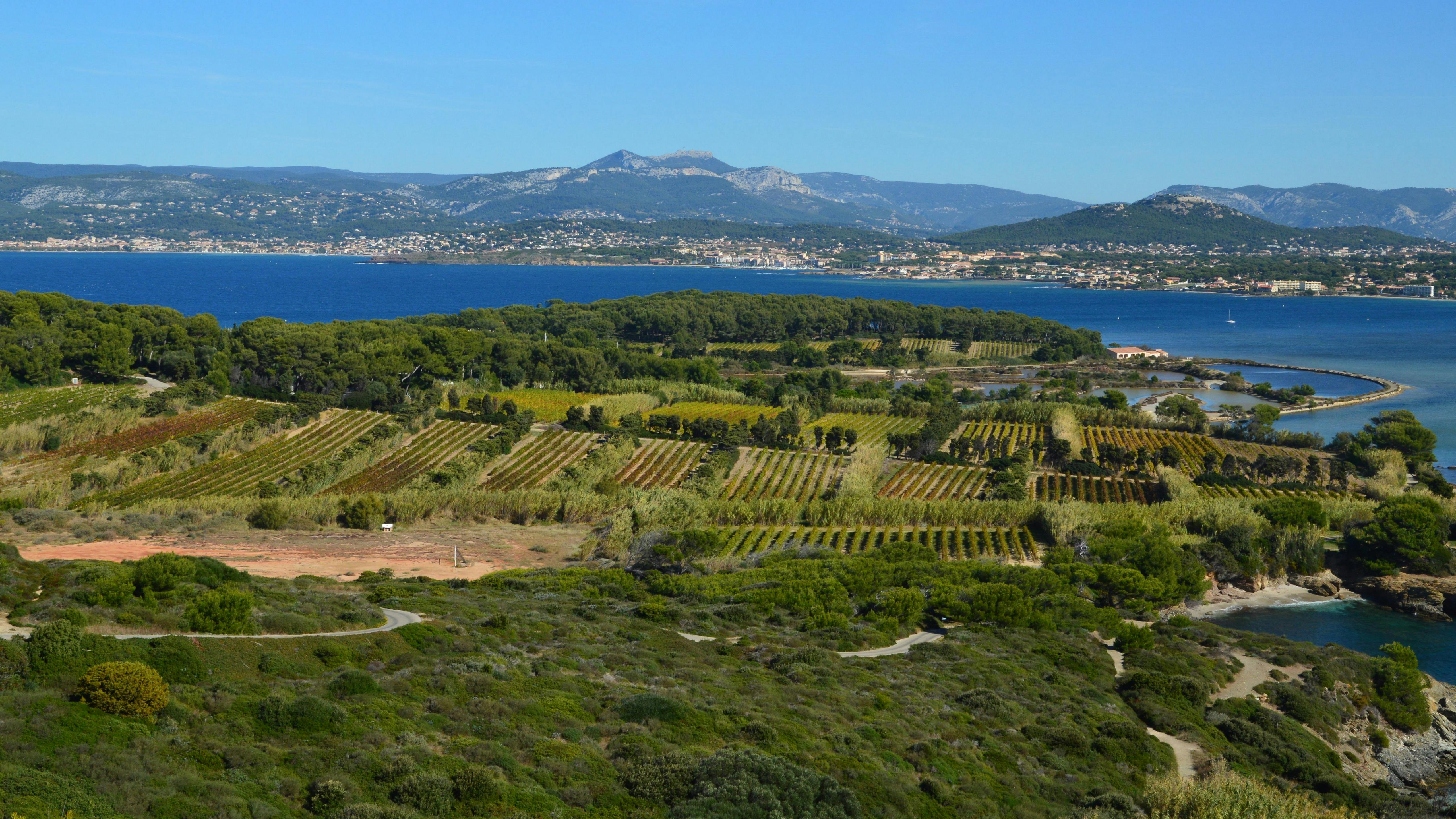 Vineyard Experience in Ibiza