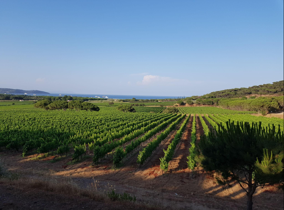 Private Vineyard Dinner Experience in Saint-Tropez Countryside